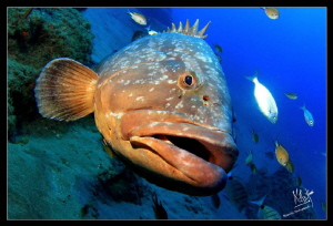 A big grouper a 30 mts In puerto del Carmen, Lanzarote by Natasha Maksymenko 